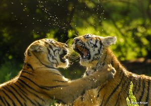 tigres peleando, adrenalina